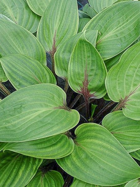 Hosta 'Purple Heart'
