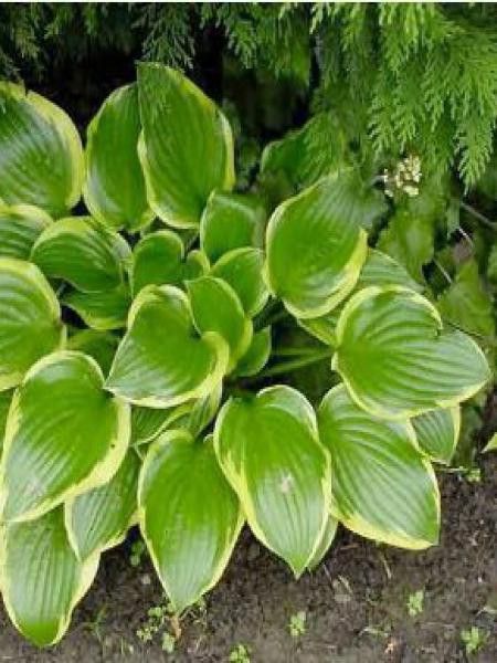 Hosta  'Queen Josephine'