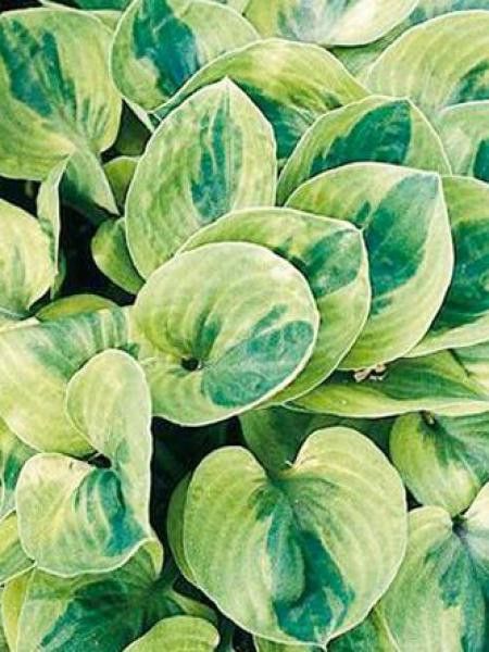 Hosta  'radiant Edger'