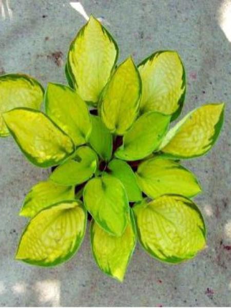 Hosta  'Rainforest Sunrise'