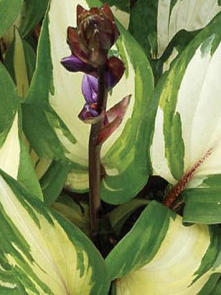 Hosta  'Raspberry Sundae'®