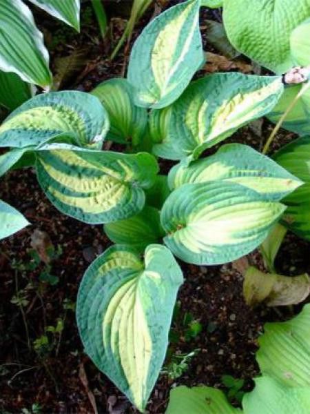 Hosta  'Reversed'