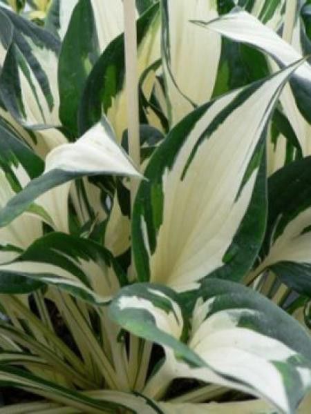 Hosta  'Reversed Patriot'