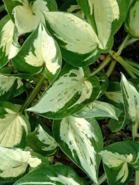 Hosta  'Revolution'