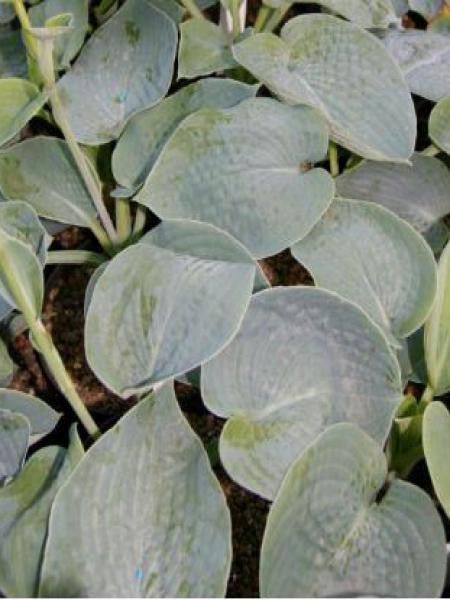 Hosta  'Ryan's Big One'