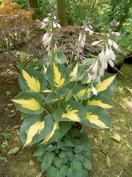 Hosta  'Saint Paul'