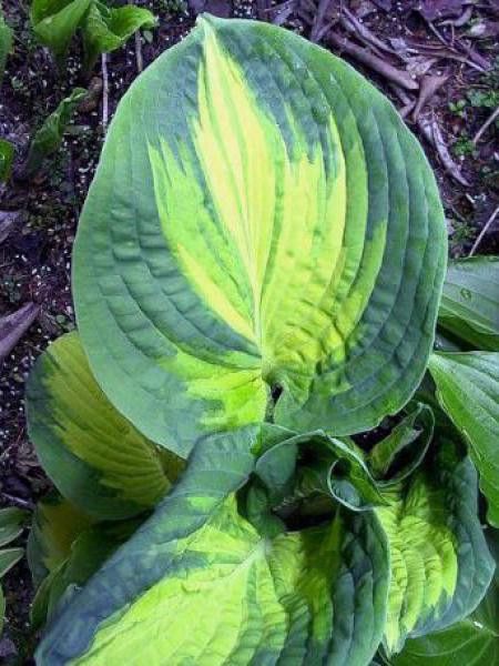 Hosta sieboldiana 'Great Expectations'