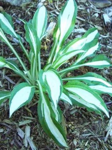 Hosta sieboldiii 'Silver Kabitan'