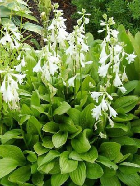 Hosta  'Snowflakes'