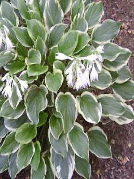 Hosta  'So sweet'