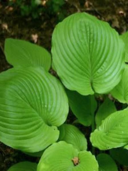 Hosta  'Special gift'