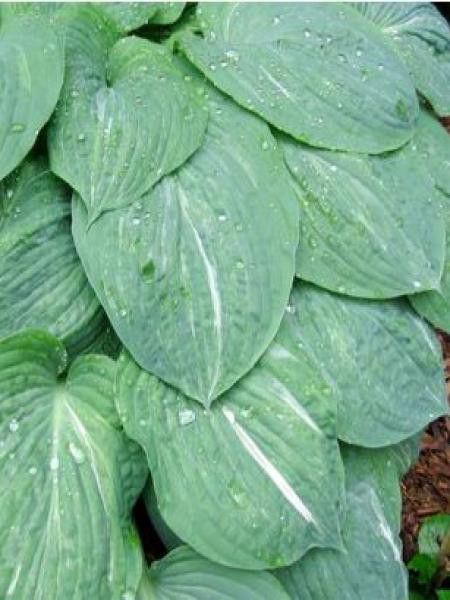 Hosta  'Spilt milk'