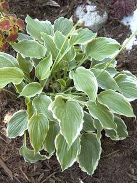 Hosta  'Spring fling'