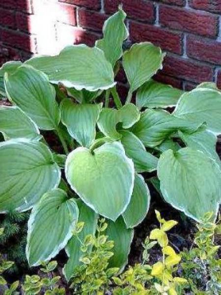 Hosta  'Sugar and cream'