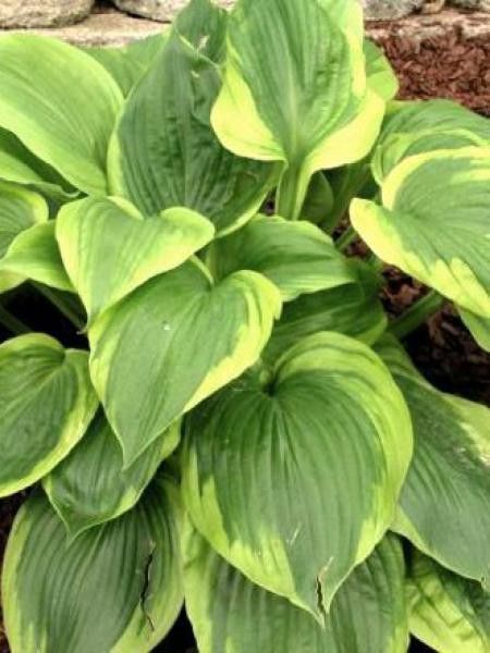 Hosta  'Sum of All'