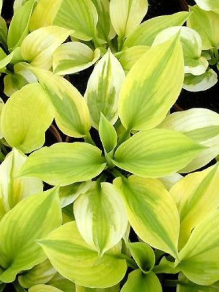 Hosta  'Summer breeze'