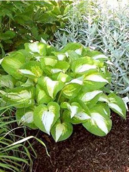 Hosta  'Summer music'