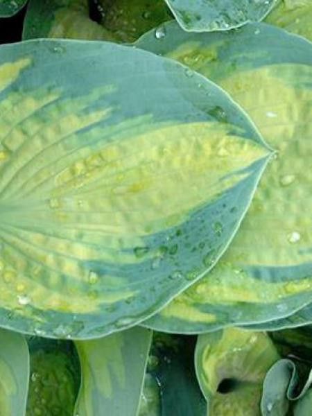 Hosta  'Super nova'