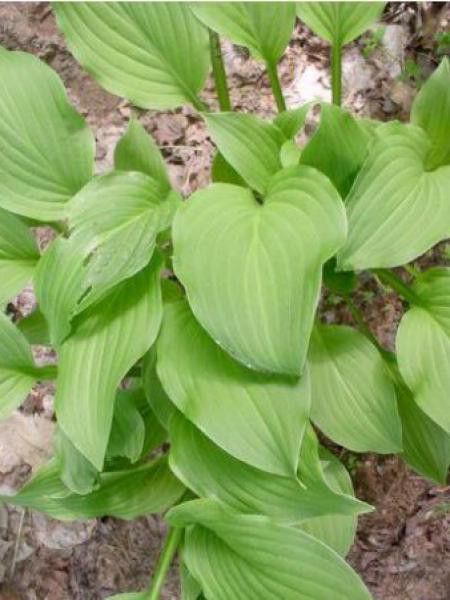 Hosta  'Sweet susan'