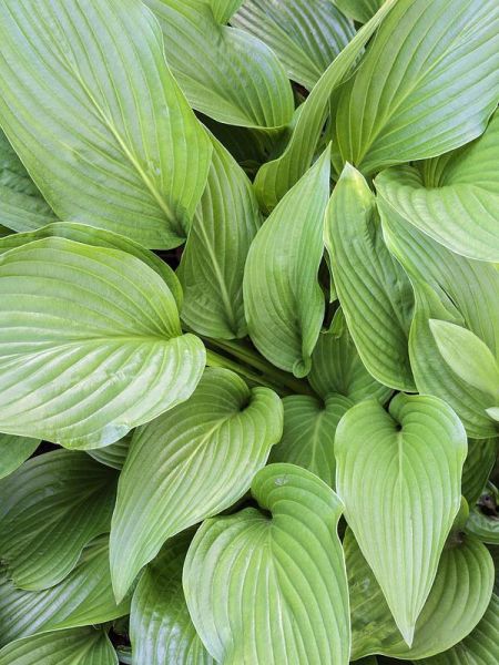 Hosta 'Tall boy'