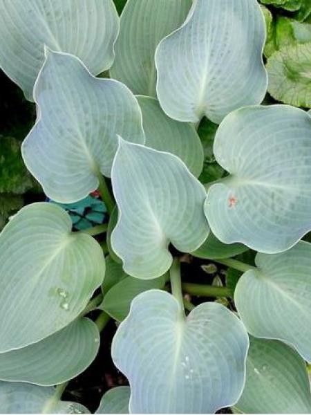 Hosta tardiana 'Blue Wedgewood'
