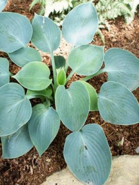 Hosta tardiana 'Hadspen Blue'
