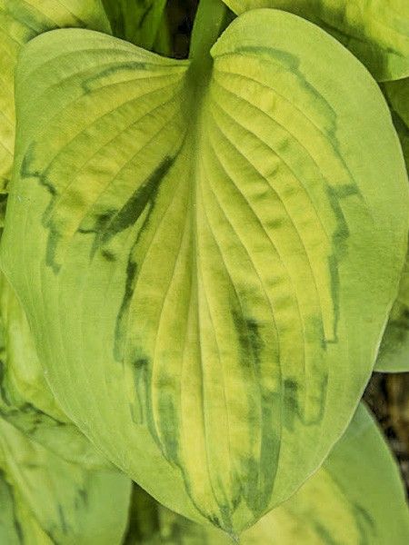 Hosta 'Tattoo'