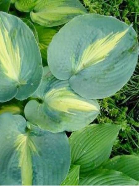 Hosta  'Thunderbolt'