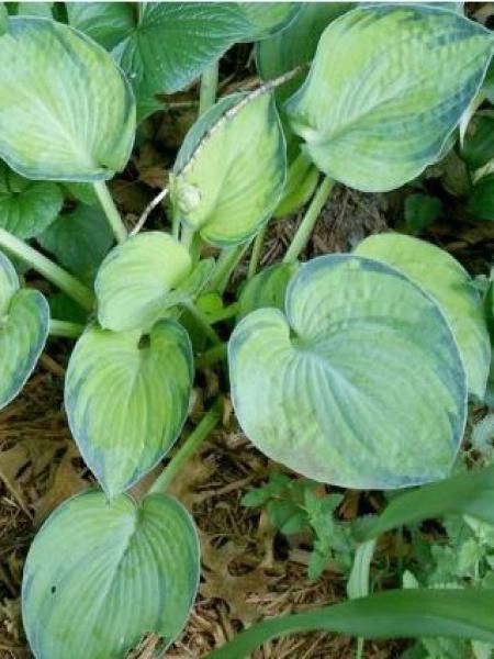Hosta tokudama 'Aureonebulosa'