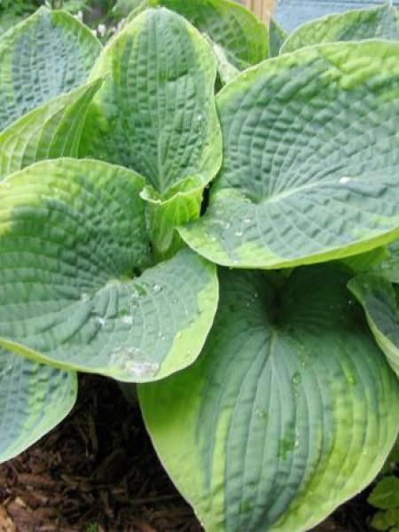 Hosta tokudama 'Flavocircinalis'