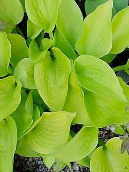 Hosta tokudama 'Golden medallion'