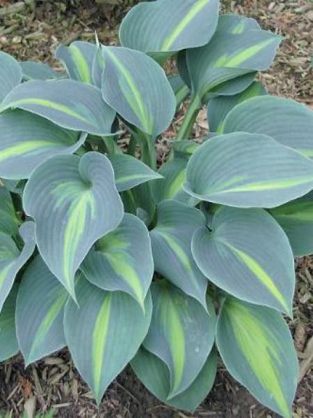 Hosta  'Touch of class'