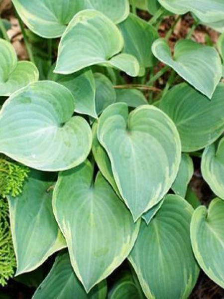 Hosta  'Toy Soldier'