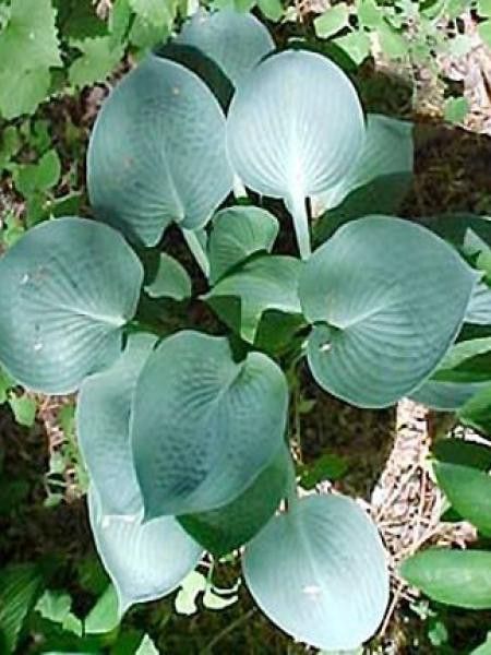 Hosta  'True blue'