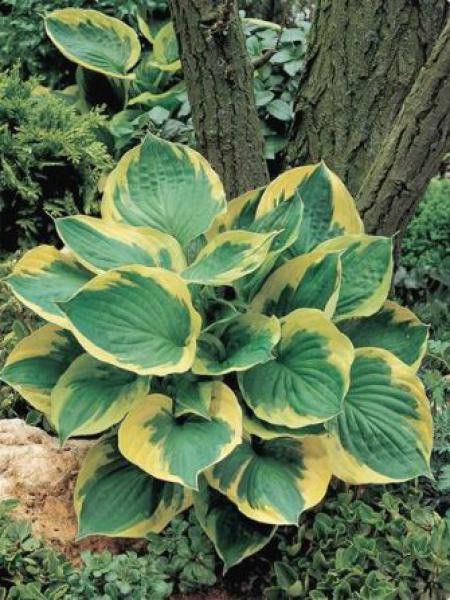 Hosta  'Twilight'