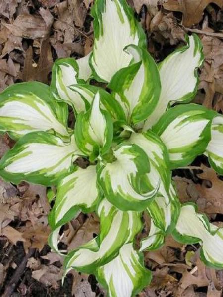 Hosta undulata 'Middle Ridge'