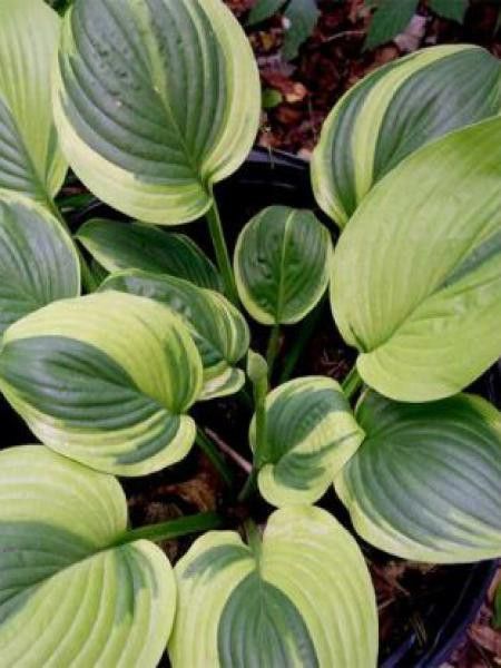 Hosta  'Unforgettable'