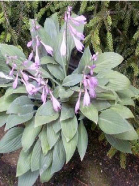 Hosta ventricosa 'Little blue'
