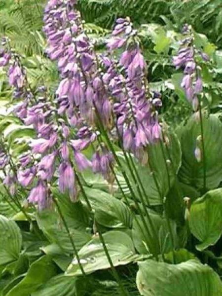 Hosta ventricosa 