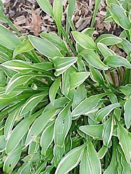 Hosta  'Vera verde'
