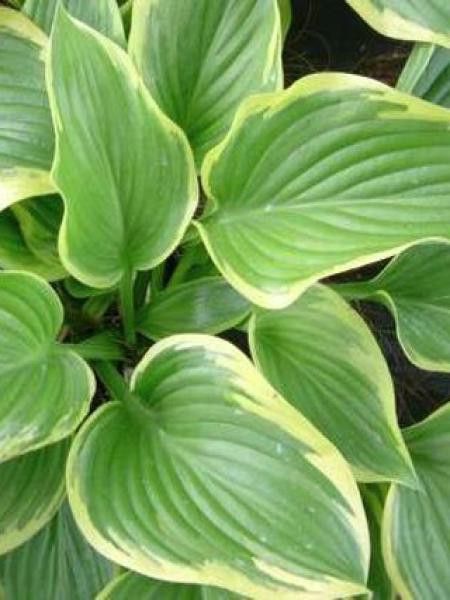Hosta  'Victory'®