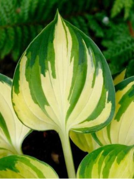 Hosta  'Warwick delight'