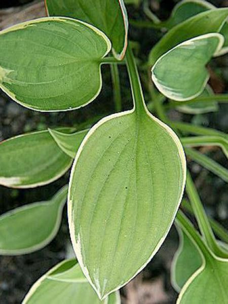 Hosta  'Warwick edge'