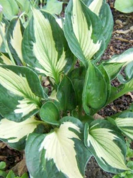 Hosta 'Whirlwind'