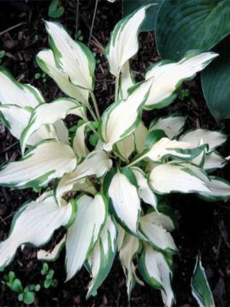 Hosta  'White Christmas'