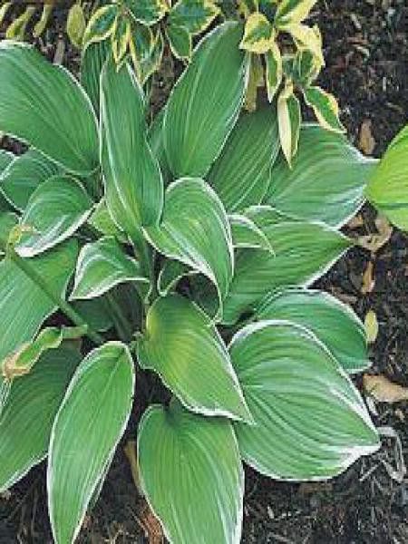 Hosta  'White on