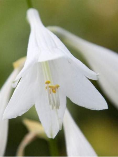 Hosta  'White trumpets'