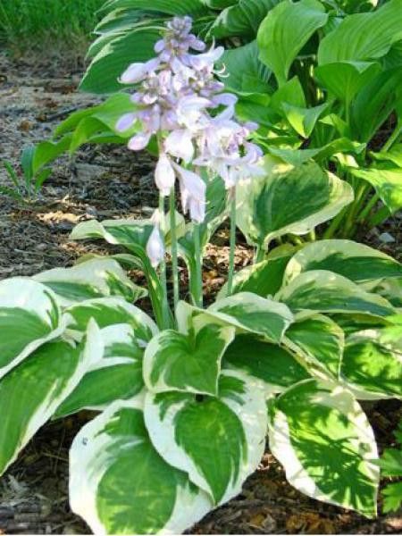 Hosta  'Wide Brim'