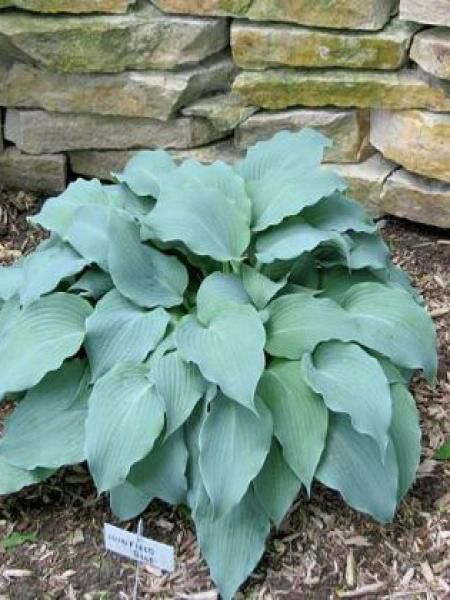 Hosta  'Winfield blue'