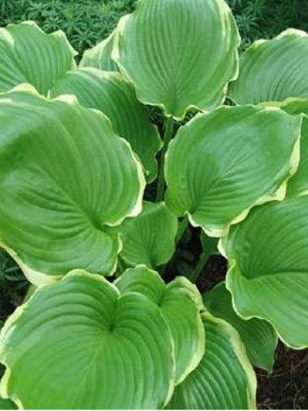 Hosta  'Winter Snow'